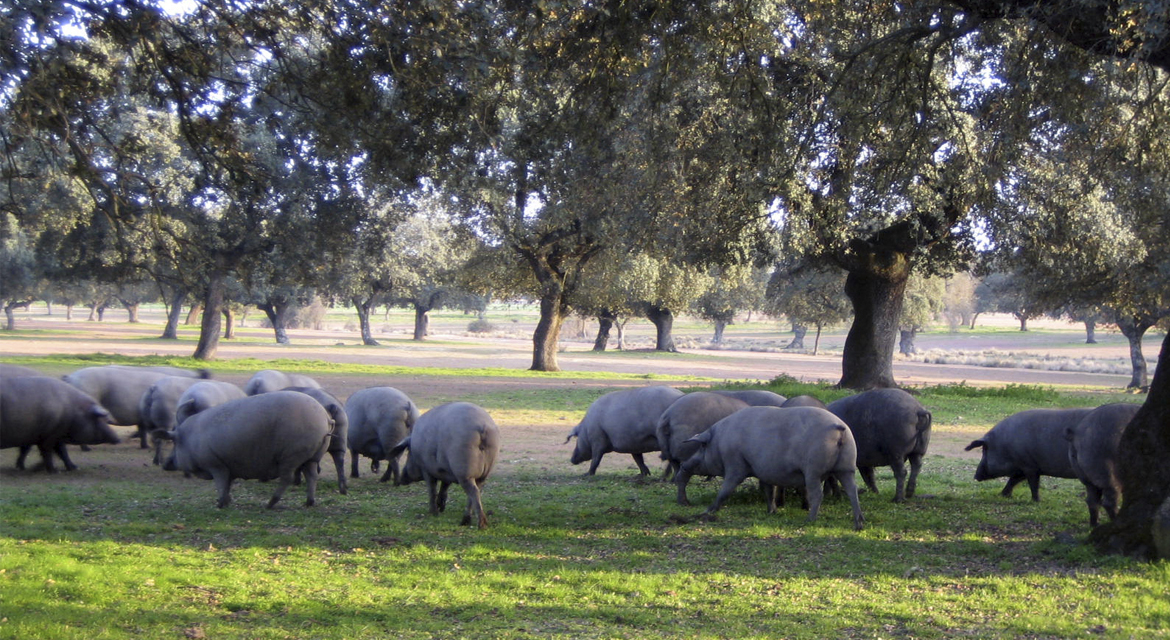 Por qué Extremadura es la cuna del cerdo ibérico